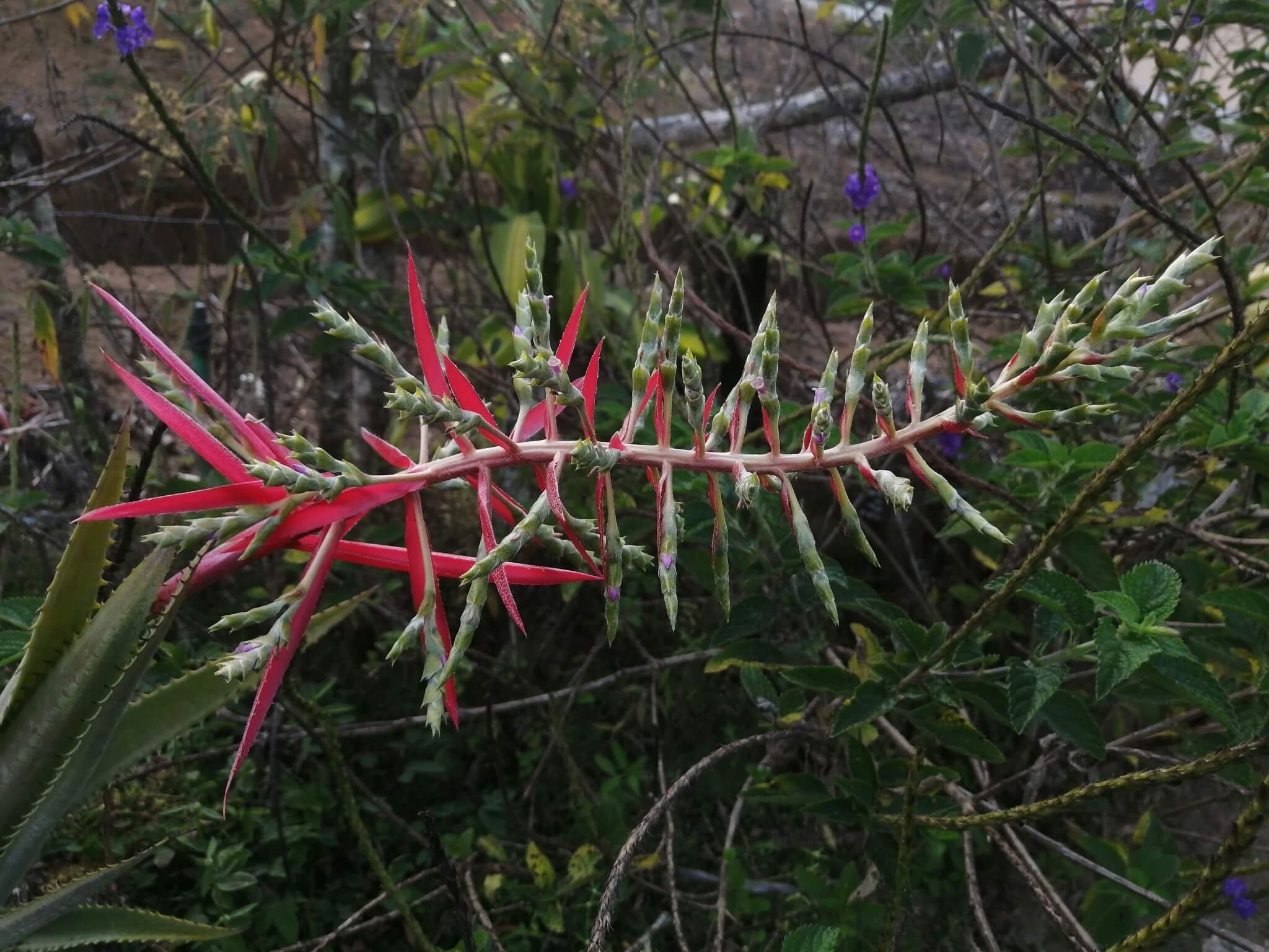 Aechmea bracteata